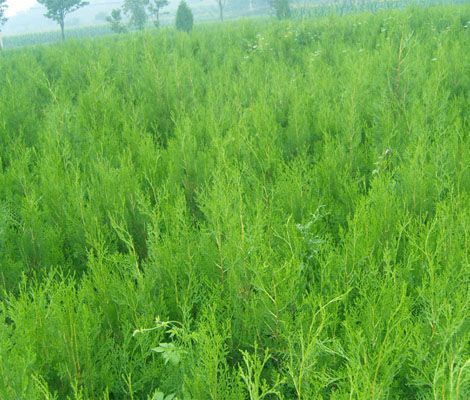 ȰIB13*1580܇r0.7Ԫ*100*0.8