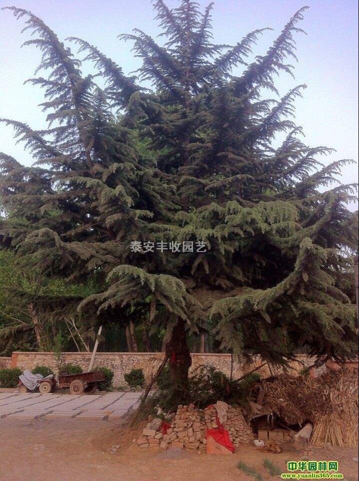 ռѩ7-10Ҙ䡢ɽҘӘOɽ髵ľ