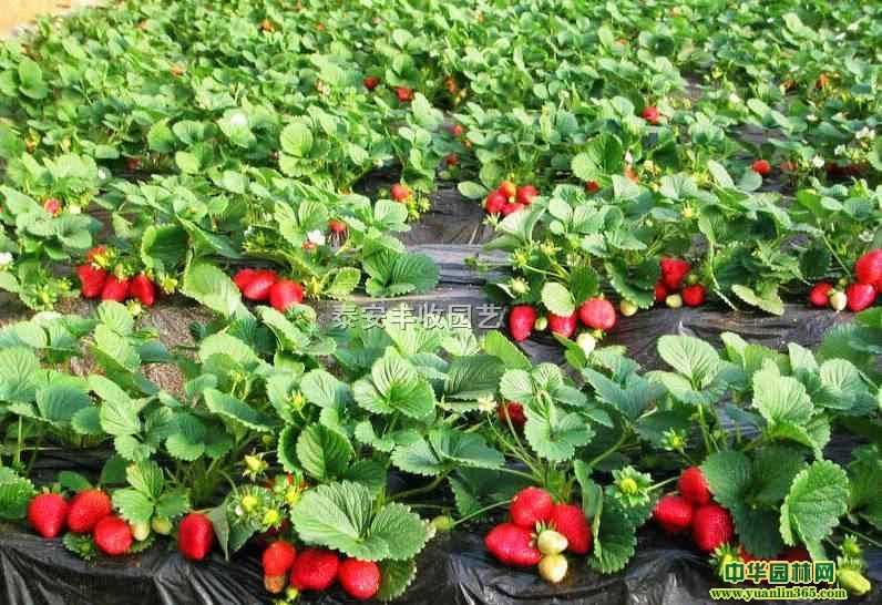 tݮ1ݮ硢¼ݮ硢ݮ