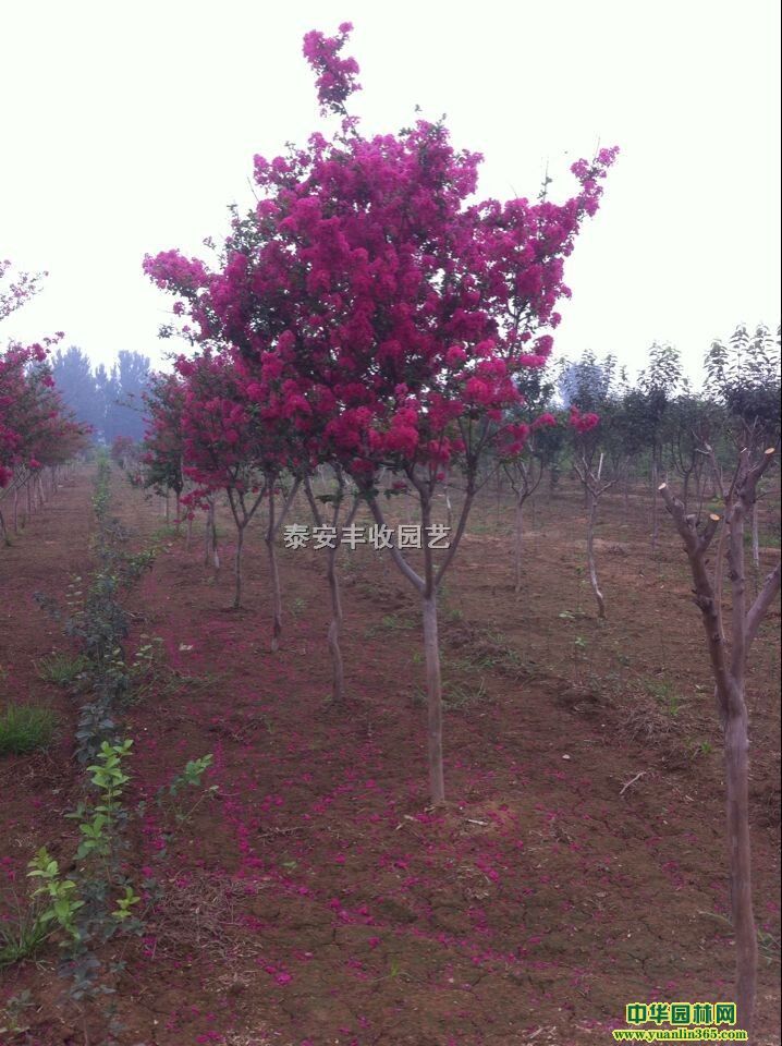 紅花紫薇、紅花紫薇小苗、雪棗等苗木