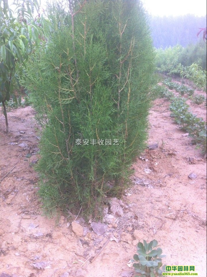 IBȰ硢IBȰ硢Ȱ硢Ȱ