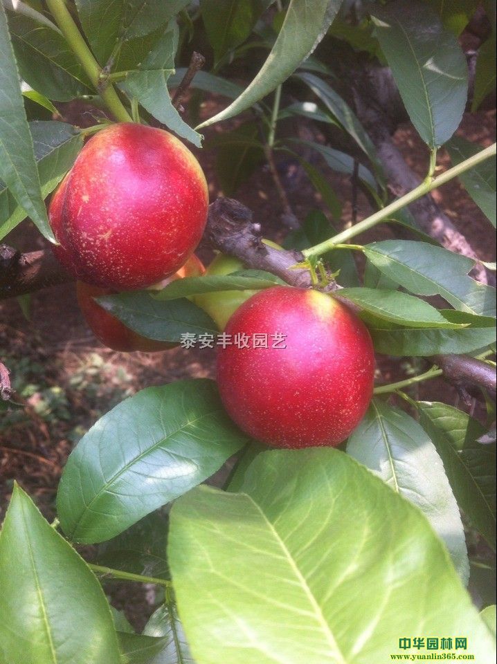 4̖ҡ5̖16̖12̖14̖