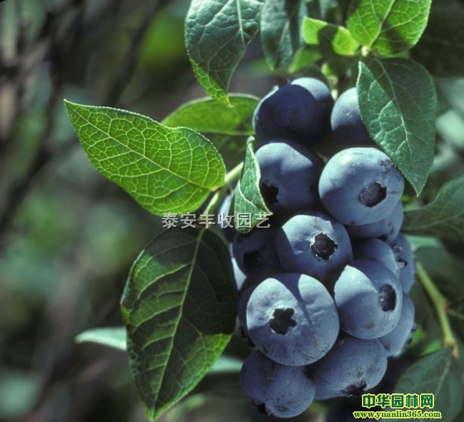 {S{ݮ硢F{ݮ硢W᠖{ݮ