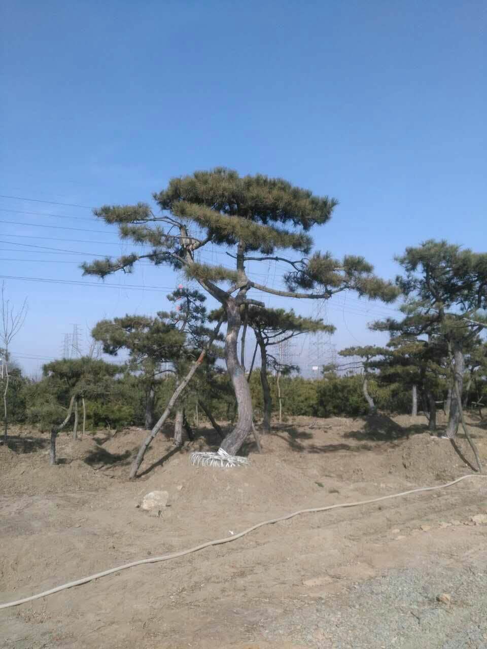 ̩ɽƽɃr(ji)̩ɽƽɻءƽɈDƬ