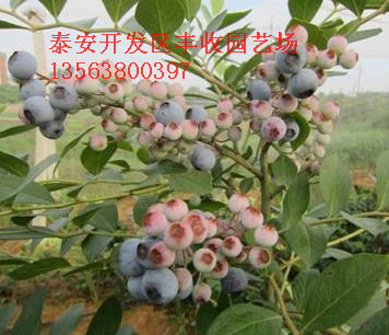 V{{ݮ硢V{ݮ硢0.7cm