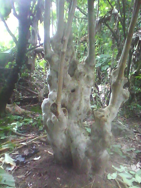 唐先生(個體經營)