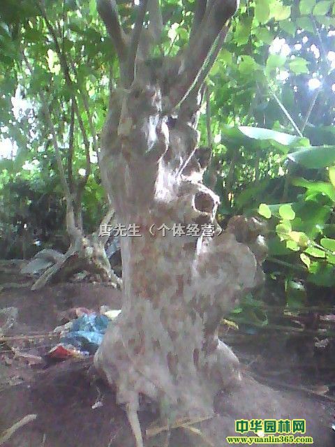 唐先生(個體經營)