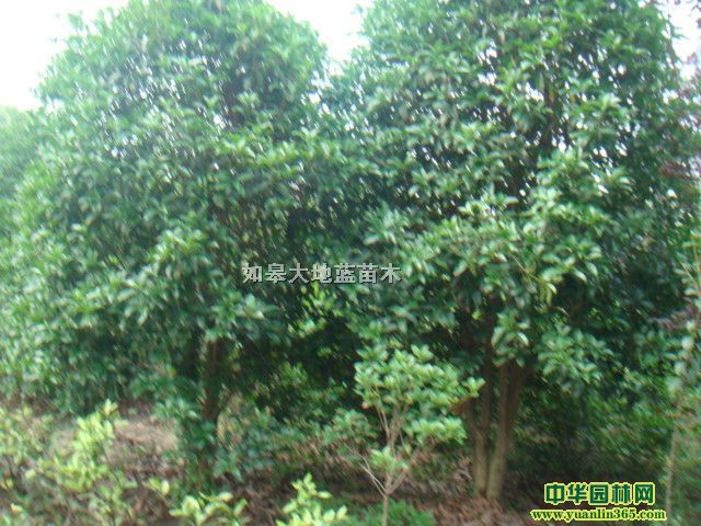 𻨡(d)UD2-5֡ڷP80-300K