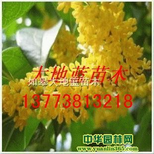 𻨘H50-60-70-80-100-120