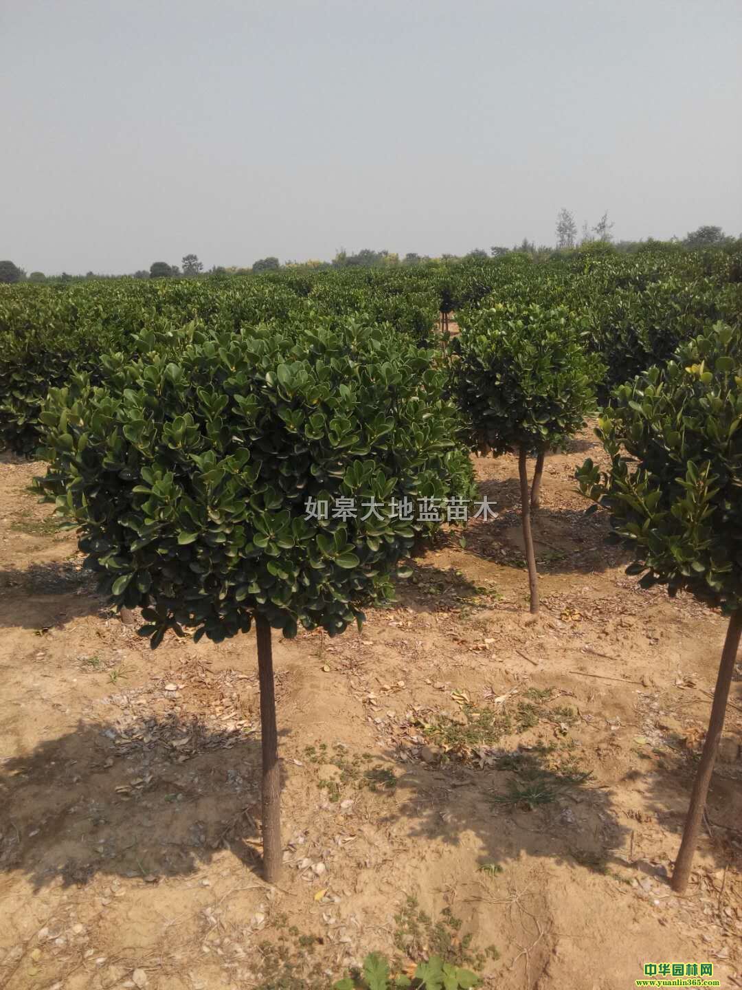 (d)U~SP100-120-150-250