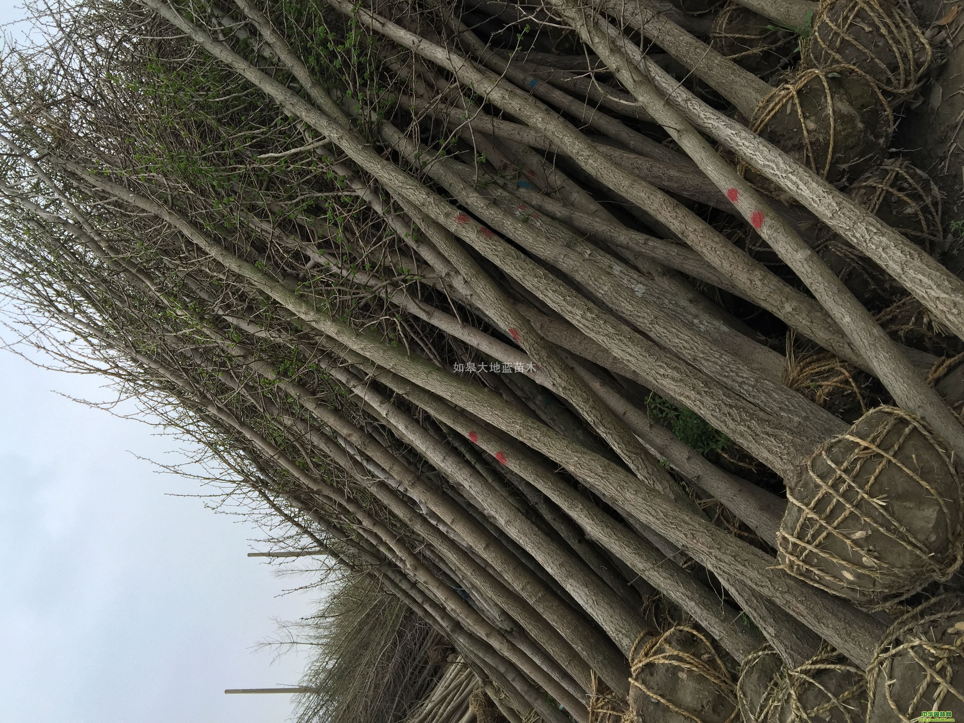 yӘ(sh)12-15-20-25-30