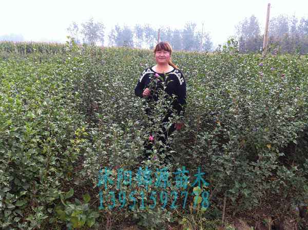 硢G硢Ϛg硢ľ硢D÷