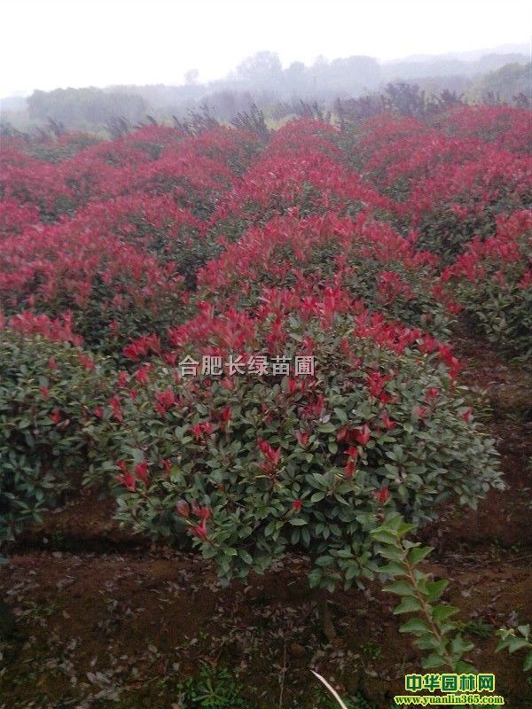 t~ʯ򡢼t^ľ򡢺ͩ򡢻Ůؑľ