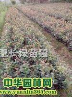 ޽ӽС硢~ŮؑС硢ޱС硢С硢С