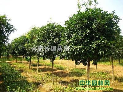 С~𡢰ռtޱ~ŮؑVmľʯ