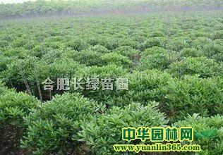 ͩС~Ůؑ򡢻򡢴~S򡢗dӻ