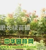 Sɽ䡢ޱt~ҡt~ʯ骡mt~