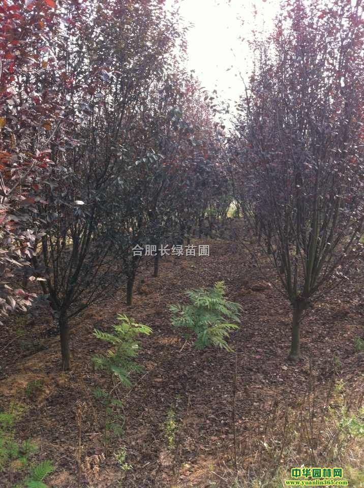 ؏2-10ּt~ޱmʯ骵ľ