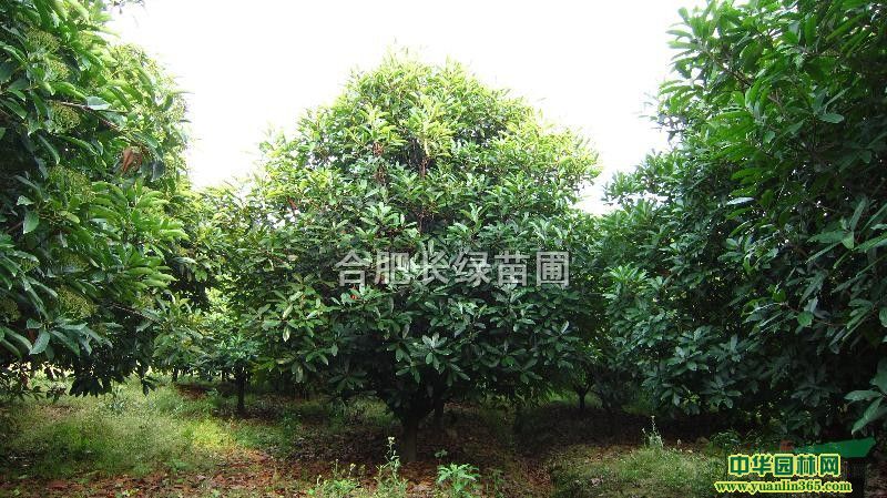 ʽʯ骡ʯ骡t~ʯ骡ľʯ