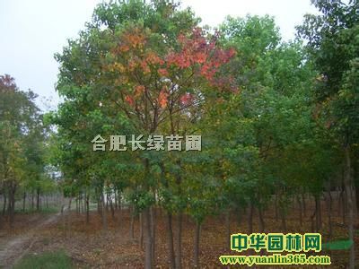 ꡢʯ骡~Ůؑt~ޱľ