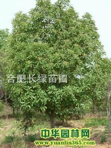 ʯʯ骡ʯ骡ľʯt~ʯ