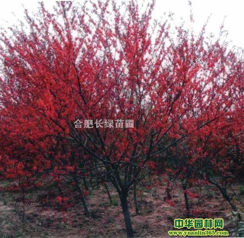 ؏2-10ּt~t~ҡt÷