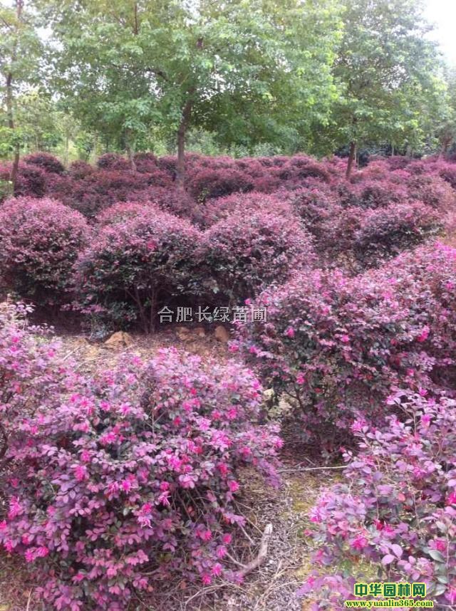 t^ľ򡢺ͩˮϞ򡢻򡢗dӻ