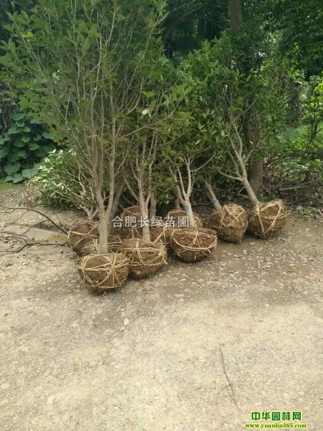 С~𡢅𡢪(d)U𡢽С