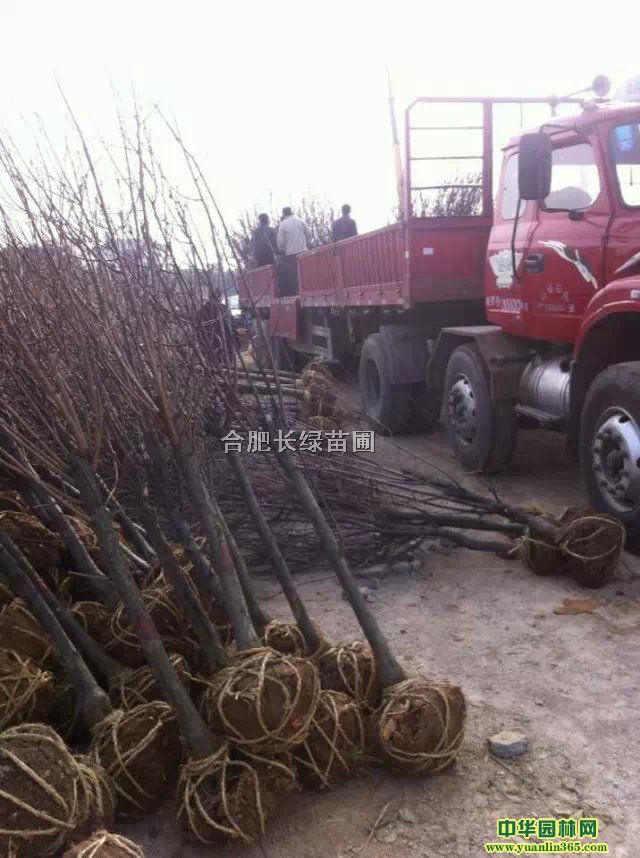 ~𡢇yӡSɽ䡢ޱľ