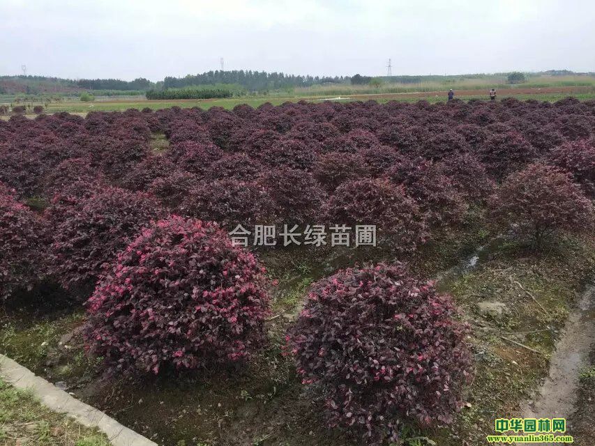 t^ľС硢t^ľë򡢼t^ľ