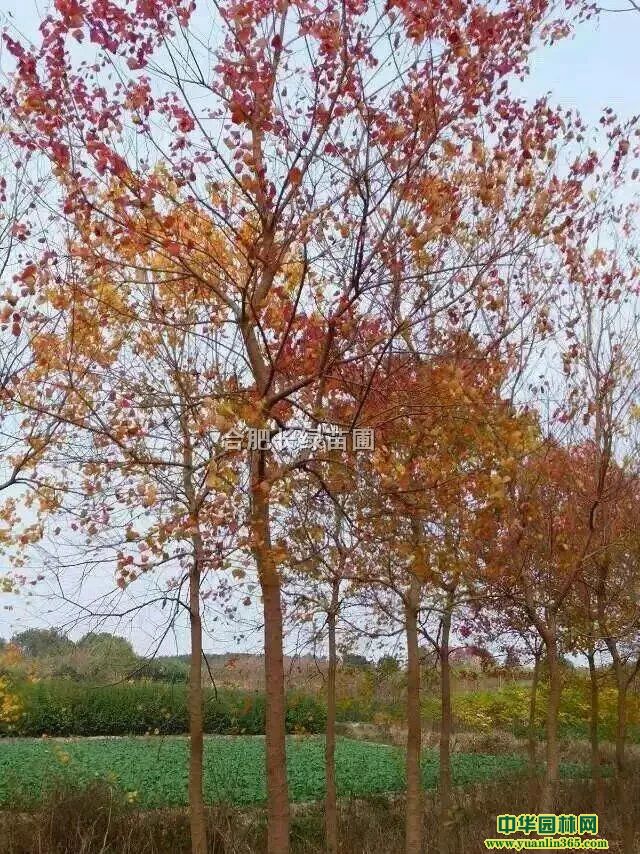 պϷʳ۾Ʒꡢ2-18r