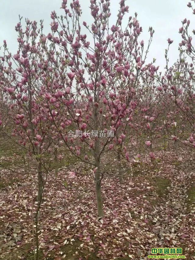 պϷʼtm(yu)|(zh)̡mС