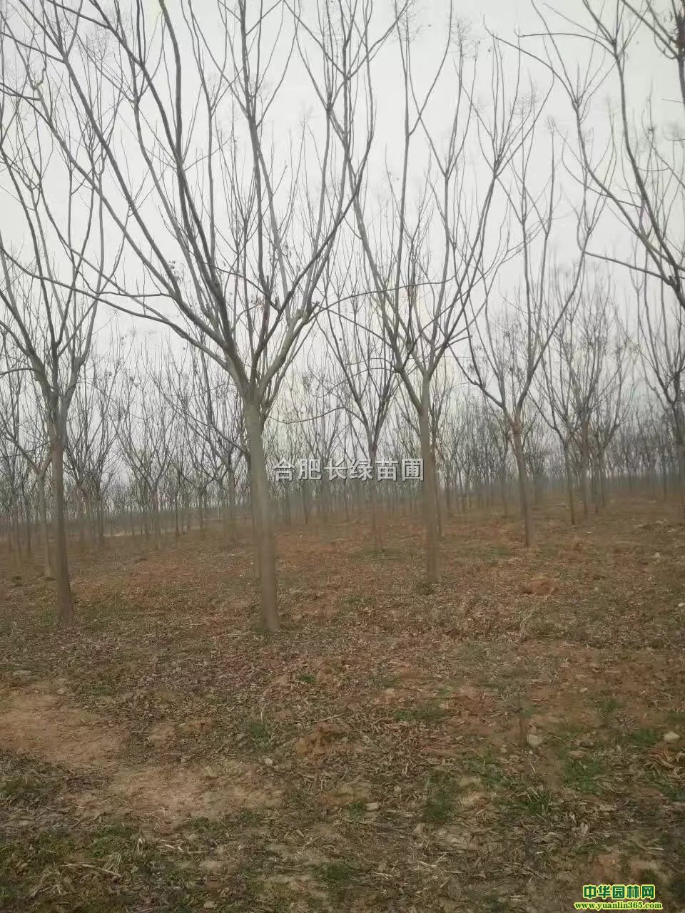 պϷʳSɽ䡢Ǘ