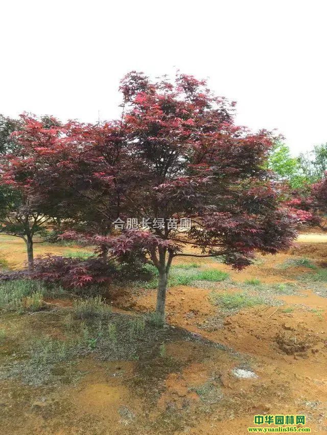 պϷʼt̡t؏2-12փr(ji)