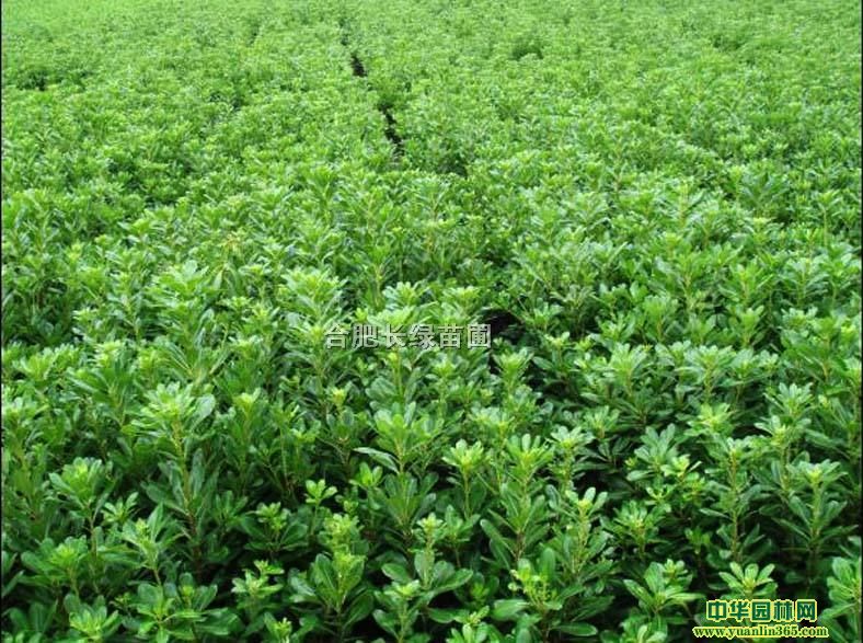 շۺͩС硢߅StAҡ