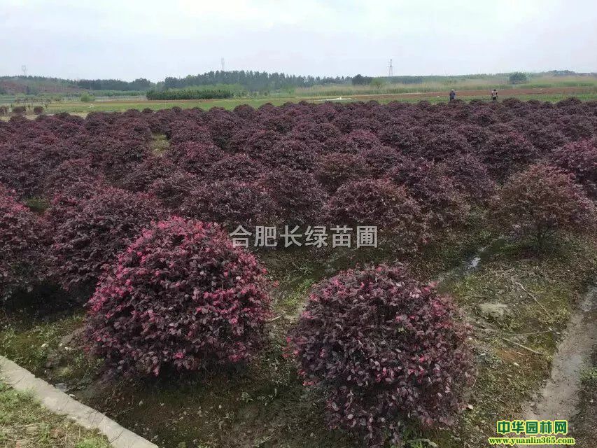 պϷʳۼt^ľ򡢷t^ľСһr