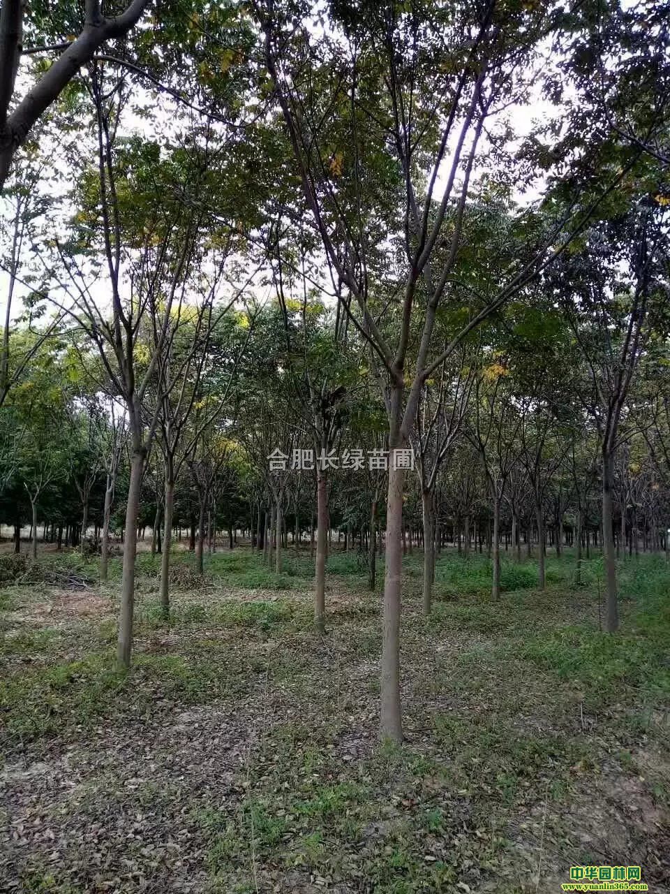 ׏2-15Sɽoľˮɼt