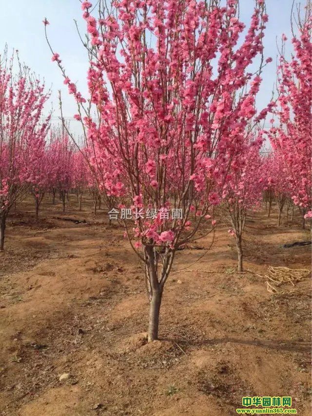 պϷʳۼt~ҡt~Gʯ񡢼tľ