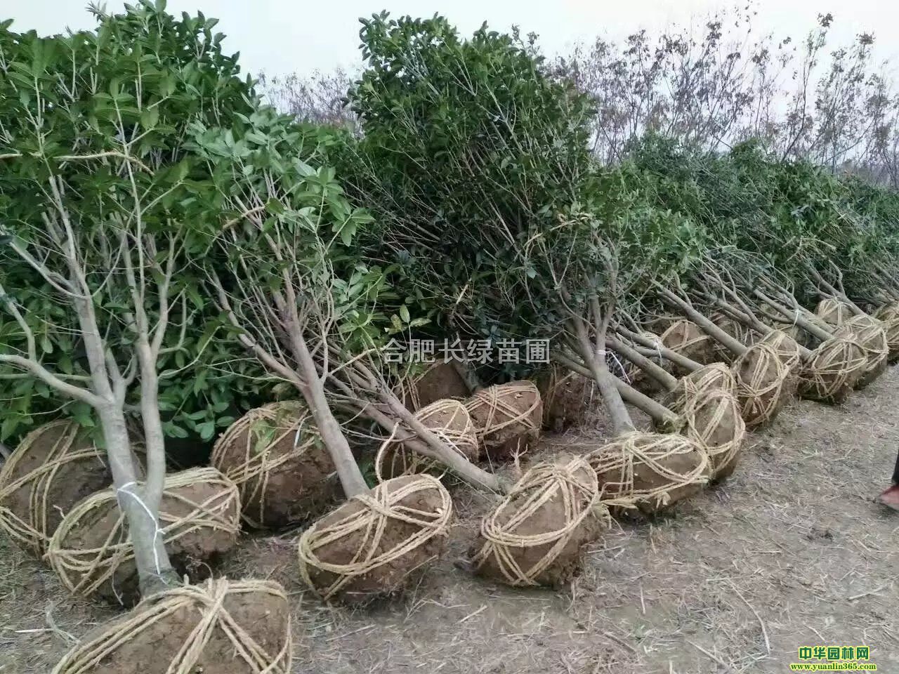 ս𡢰մ~Ůؑռt~՞r