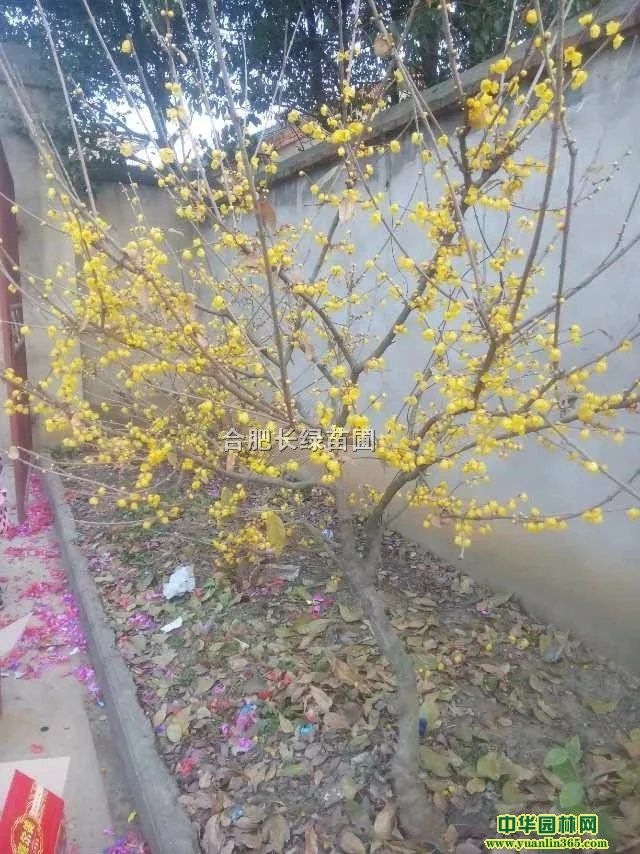 D÷ռt÷ޱռt~ռtr