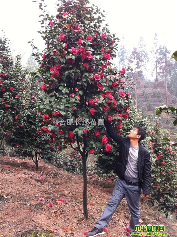 պϷʳ۲軨÷򡢶NӳɽtD÷t÷