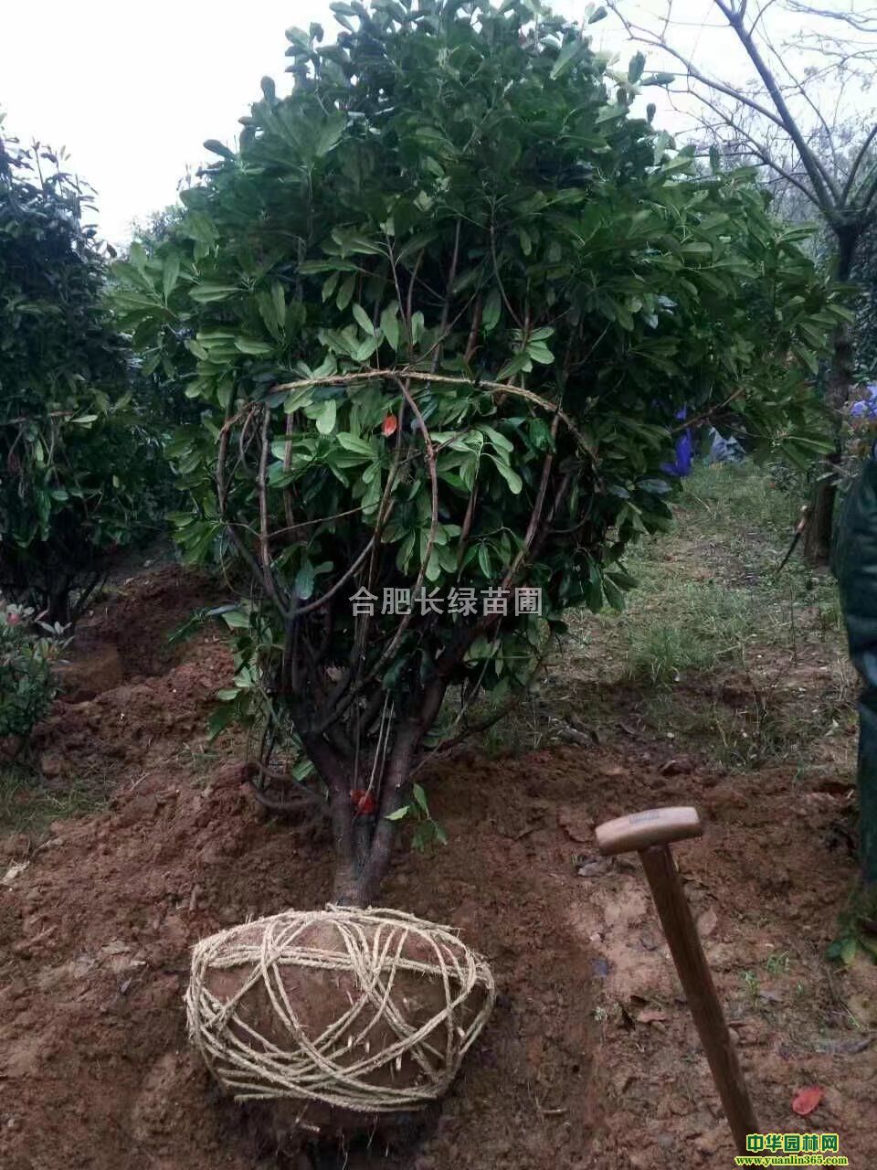 շʯ骡ʯ骡ߗUt~ʯ骡t~ʯС