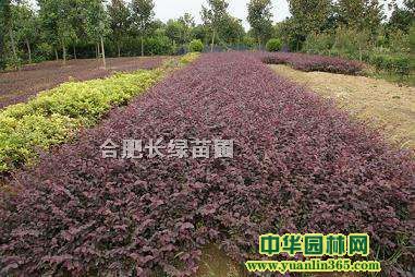 շt^ľС硢ͩС硢߅SС硢dӻСr