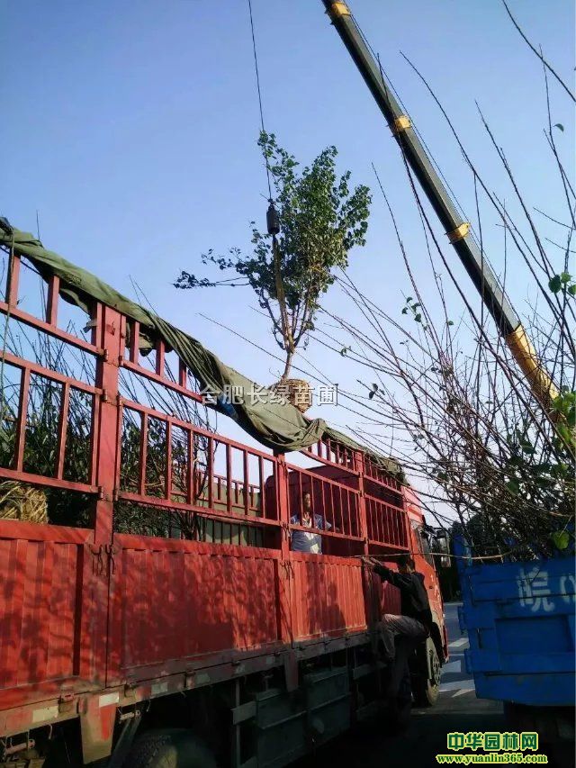 պϷʼt÷ȫڳۡt÷Nֲ