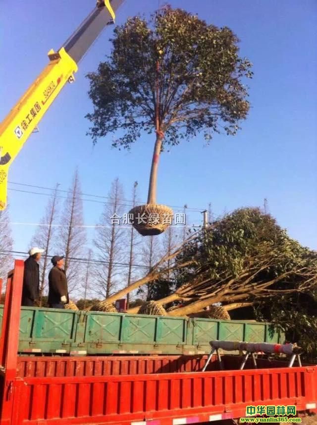 պϷ~Ůؑ|ã]պϷLGԻ