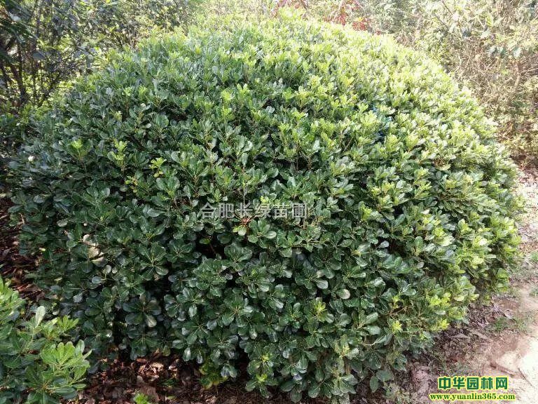 շۺͩ򡢼t^ľ򡢴~SС~Ůؑ