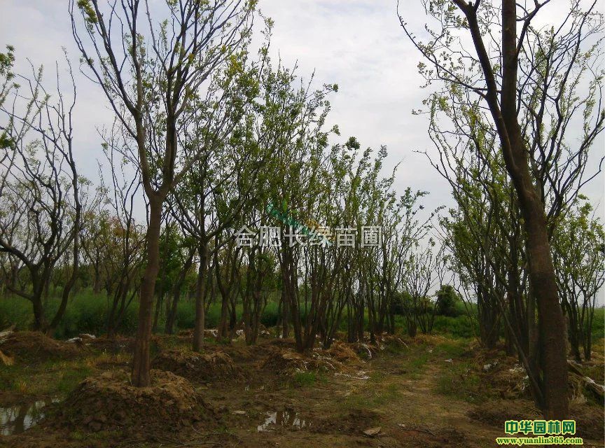 պϷʾƷȫژ䡢䡢Nֲԃr(ji)