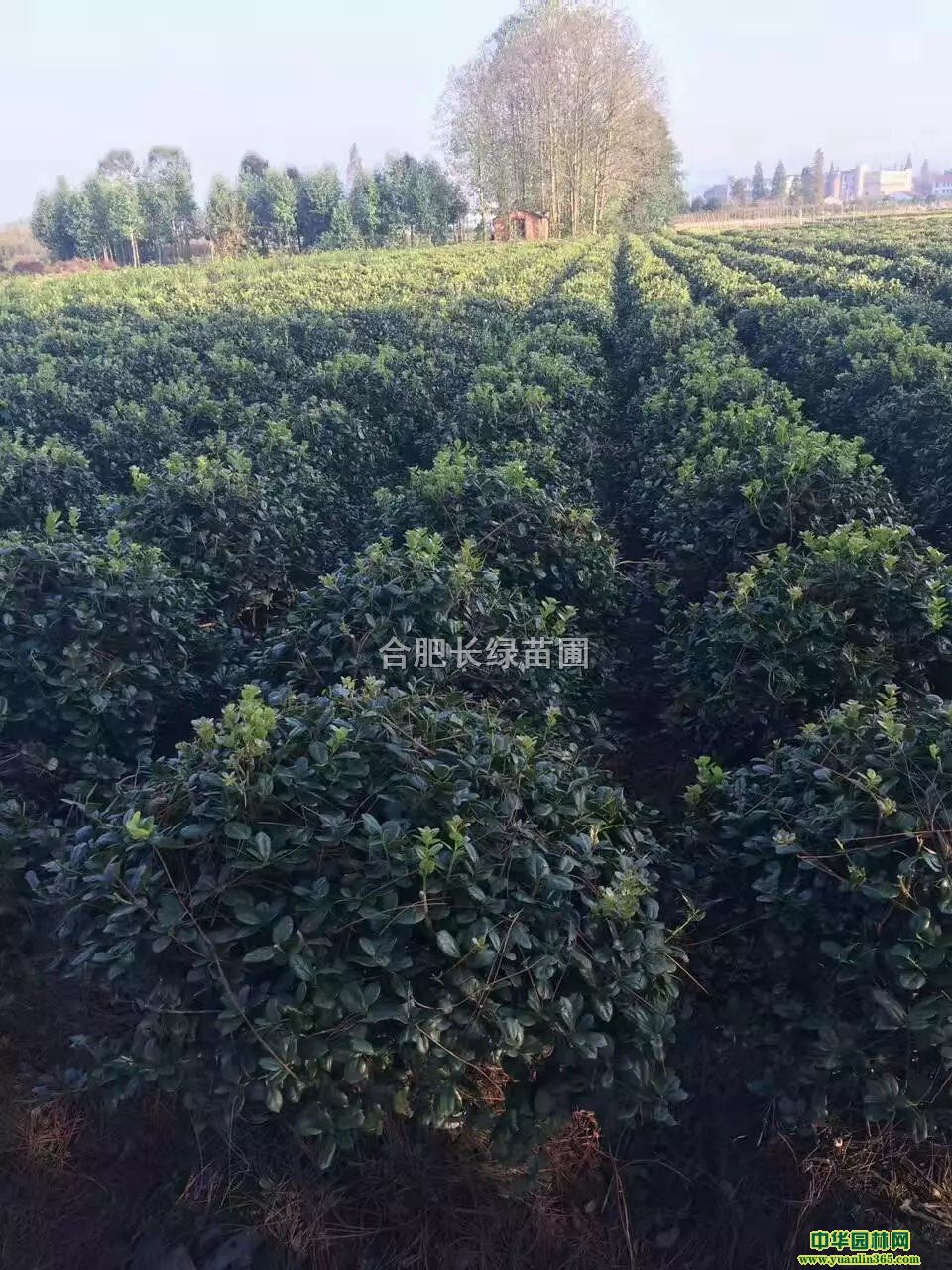 պϷʟo۹̡o۹ԃrDƬ