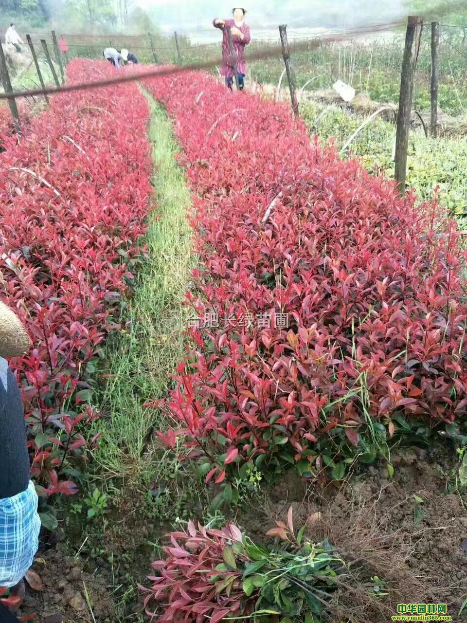 շۼt~ʯë򡢼t^ľͩɭŮؑС