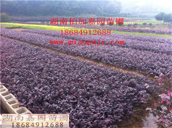 ϼt^ľСgꖺӰaؼt^ľľ